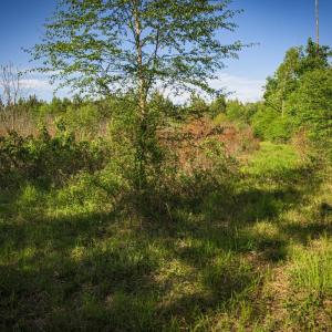 Photo #27 of HARTS MILL RD, MINERAL, VA 25.0 acres