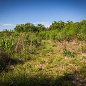 Photo #29 of HARTS MILL RD, MINERAL, VA 25.0 acres