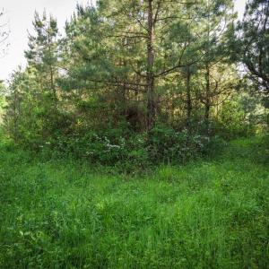 Photo #32 of HARTS MILL RD, MINERAL, VA 25.0 acres