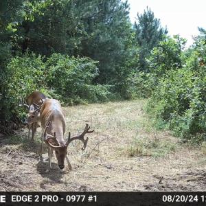 Photo #43 of HARTS MILL RD, MINERAL, VA 25.0 acres