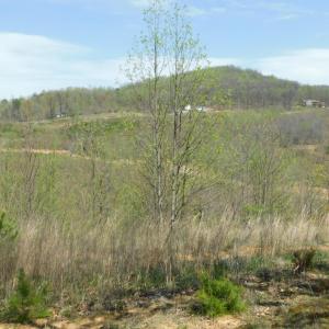 view toward Big Otter Rd