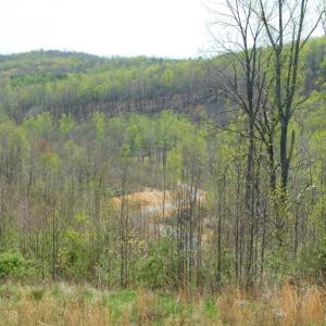View from Big Otter Rd #2