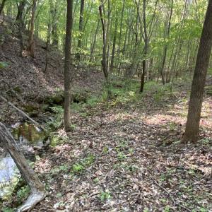 OpenWoodsSpring