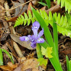 LOT 94 WILDFLOWERS