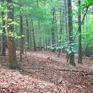 StratfordGroundTrees3
