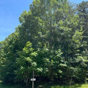 Beautiful Lake Access Lot