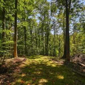 Photo #53 of 1242 LAKESHORE DR, LOUISA, VA 0.6 acres