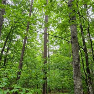Photo #3 of GLEN EAGLES, GORDONSVILLE, VA 0.5 acres