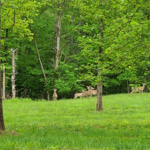 Deer are free!