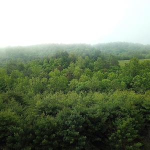 EasterCreekWoodsAerial