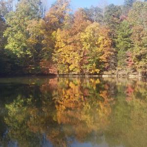 fall pic