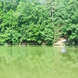 lake 1