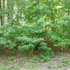 1.5 acre Givens-Tyler RD 001