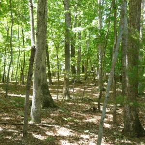 1.5 acre Givens-Tyler RD 002