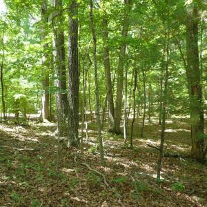 1.5 acre Givens-Tyler RD 003