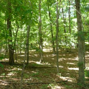 1.5 acre Givens-Tyler RD 004