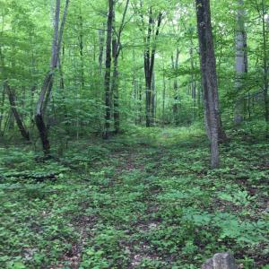 Photo #2 of PADUA LANE, SPERRYVILLE, VA 17.1 acres