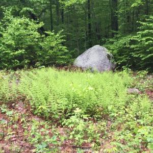 Photo #3 of PADUA LANE, SPERRYVILLE, VA 17.1 acres