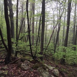 Photo #4 of PADUA LANE, SPERRYVILLE, VA 17.1 acres