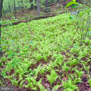 Photo #5 of PADUA LANE, SPERRYVILLE, VA 17.1 acres
