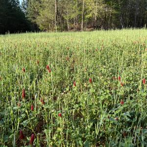 Big Plot AFTER (clover)