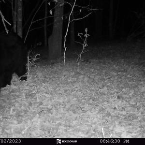 23.11.02 - BIG Bear 6