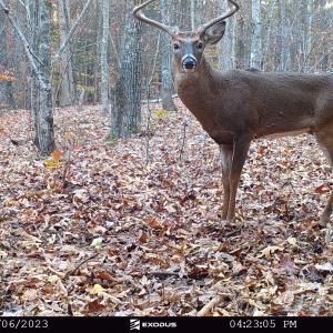 23.11.06 - Buck (Big wide 8) 2