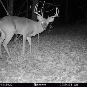 23.11.08 - Buck (Big wide 8) 3