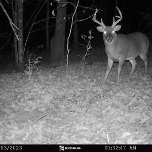 23.11.03 - Buck (Big body 8) 2