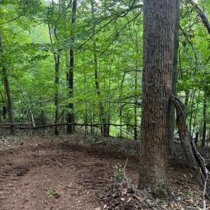 Walking Path
