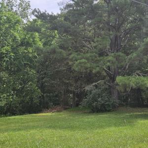 Lot 35