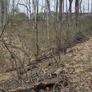 old road bed to walk down