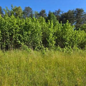 Photo #1 of 4336 MASSAPONAX CHURCH RD, FREDERICKSBURG, VA 3.0 acres