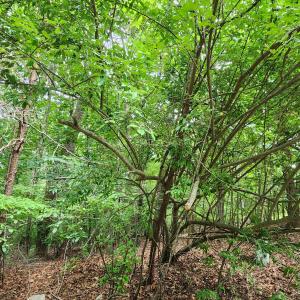 wooded