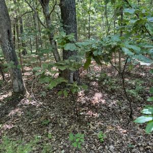 Tract 11 Mint Lane