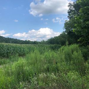 Photo #11 of ORANGE RD., ARODA, VA 23.0 acres