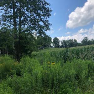 Photo #13 of ORANGE RD., ARODA, VA 23.0 acres