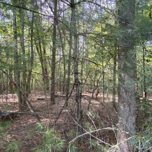 Wooded 0.7AC