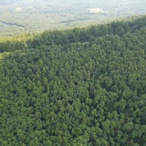 Wooded Tracts