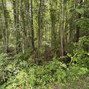 Photo #1 of OVERTON DR, BUMPASS, VA 1.1 acres