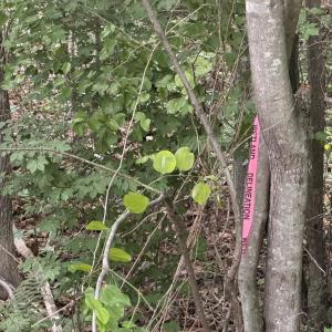 Photo #2 of OVERTON DR, BUMPASS, VA 1.1 acres