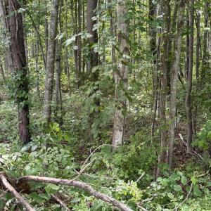 Photo #4 of OVERTON DR, BUMPASS, VA 1.1 acres
