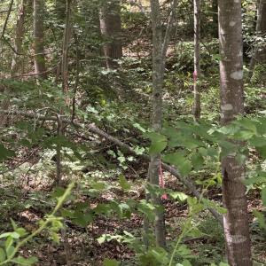 Photo #6 of OVERTON DR, BUMPASS, VA 1.1 acres