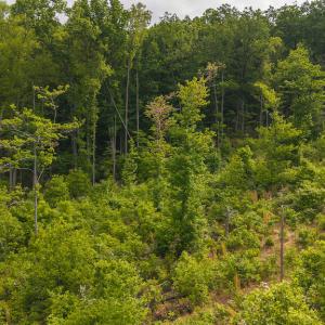 DJI_20250508095006_0686_D