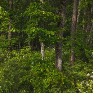 DJI_20250524180138_0267_D