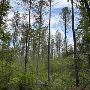 Photo #2 of WEST RIVER ROAD (TRACT: JR SADIE FLANAGAN-1), FORK UNION, VA 99.0 acres