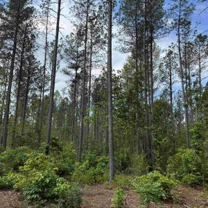 Photo #10 of WEST RIVER ROAD (TRACT: JR SADIE FLANAGAN-1), FORK UNION, VA 99.0 acres