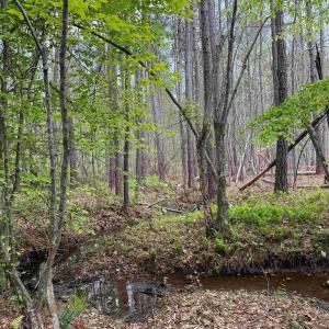 Photo #12 of WEST RIVER ROAD (TRACT: JR SADIE FLANAGAN-1), FORK UNION, VA 99.0 acres