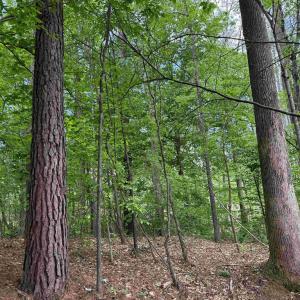 Photo #13 of WEST RIVER ROAD (TRACT: JR SADIE FLANAGAN-1), FORK UNION, VA 99.0 acres