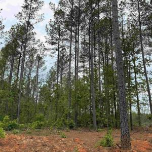 Photo #5 of WEST RIVER ROAD (TRACT: JR SADIE FLANAGAN-2), FORK UNION, VA 88.5 acres
